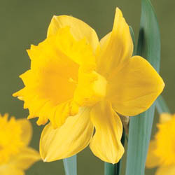 Daffodils classification, Daffodils types, Daffodils Groups, Narcissus classification, Narcissus types, Narcissus Groups, Narcissus Divisions, Daffodils Divisions